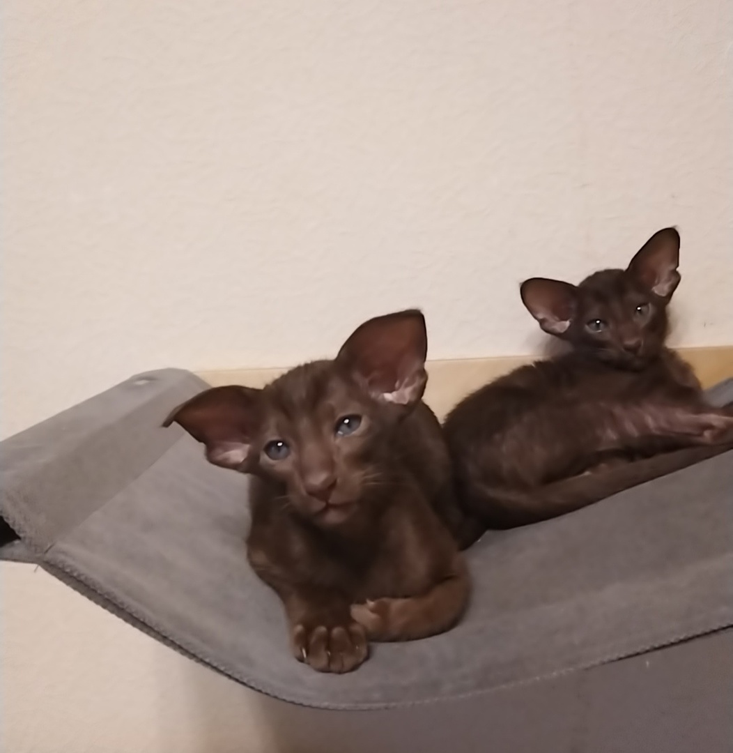 Типы ориентальных котят